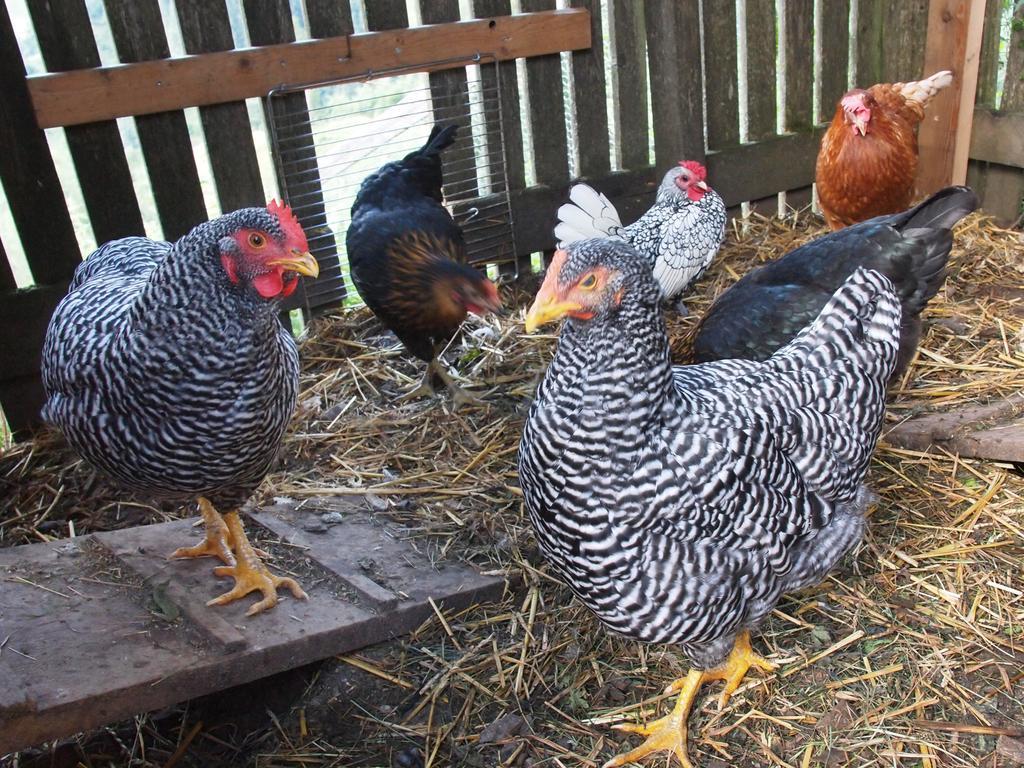 Gasthof Pesbichl Goldegg Kültér fotó